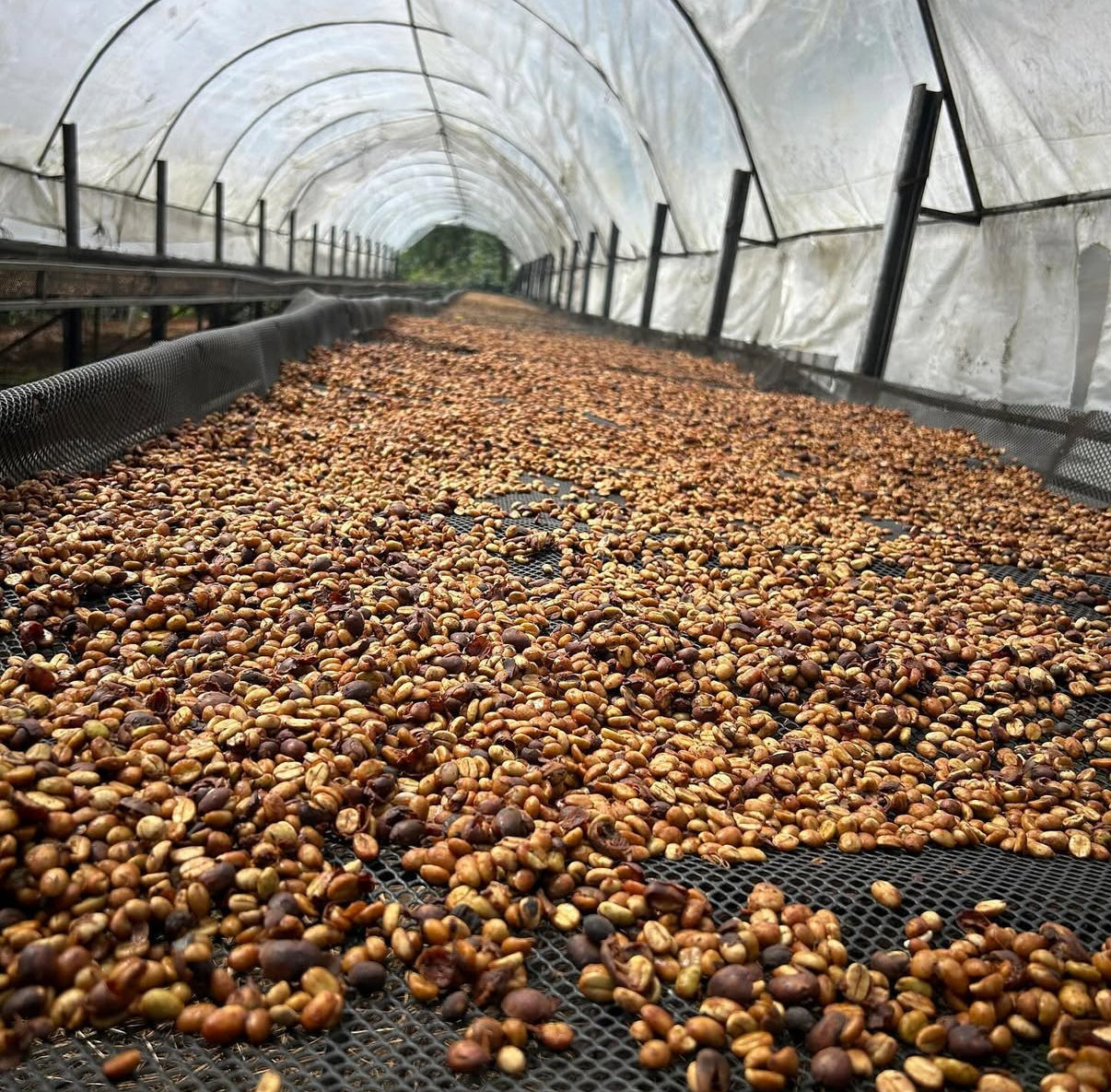 Finca Rivense FH, Costa Rica