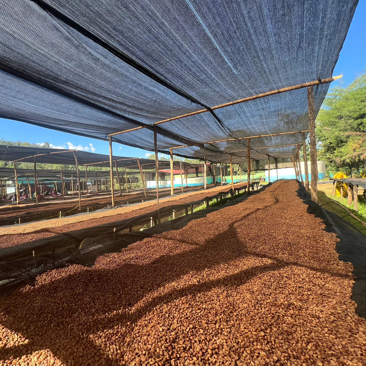 Aricha – Café de Spécialité Éthiopie Yirgacheffe | Nordik